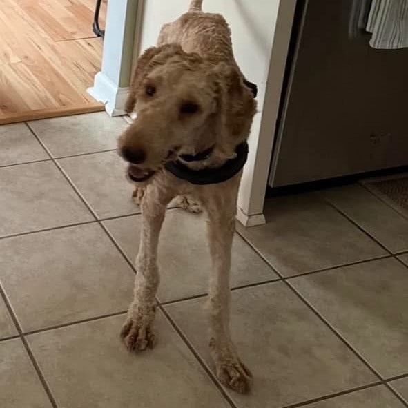 Biscuit