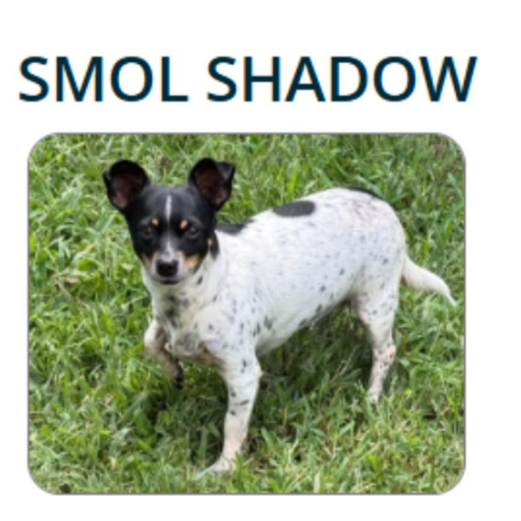Smol shadow