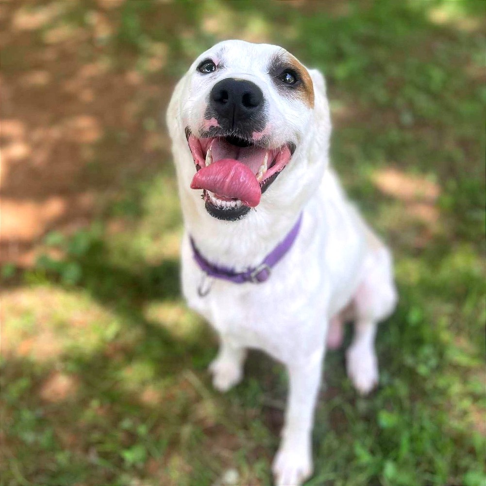 Mojo