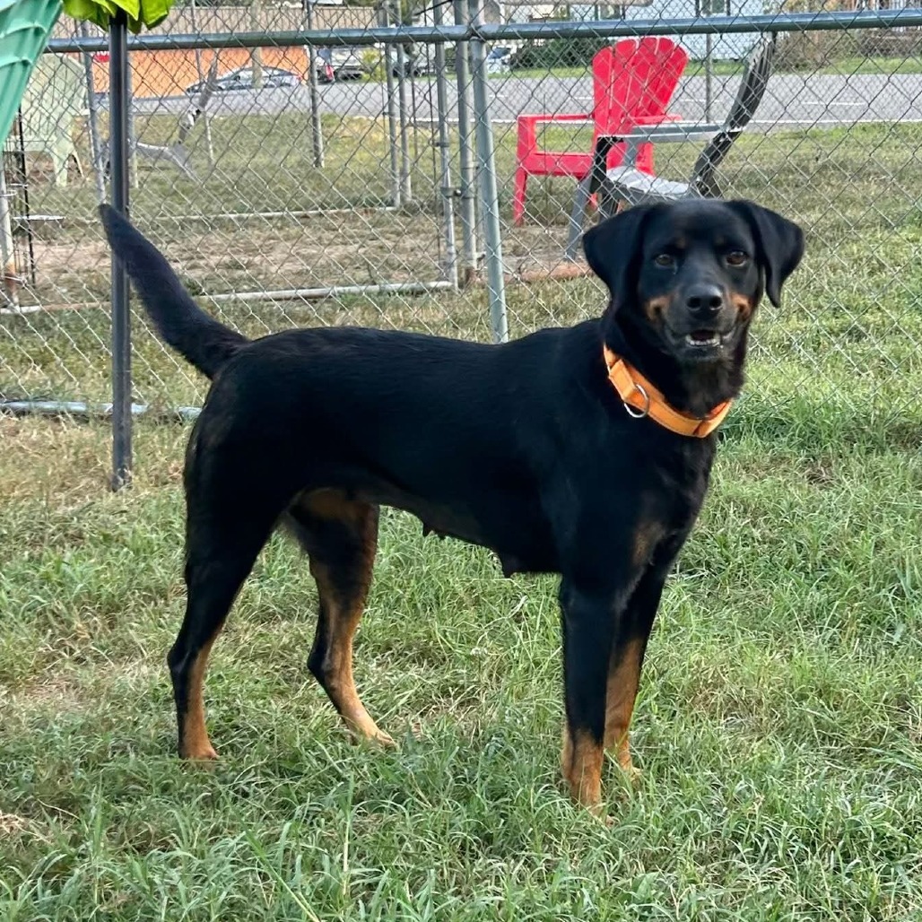 Frisbee