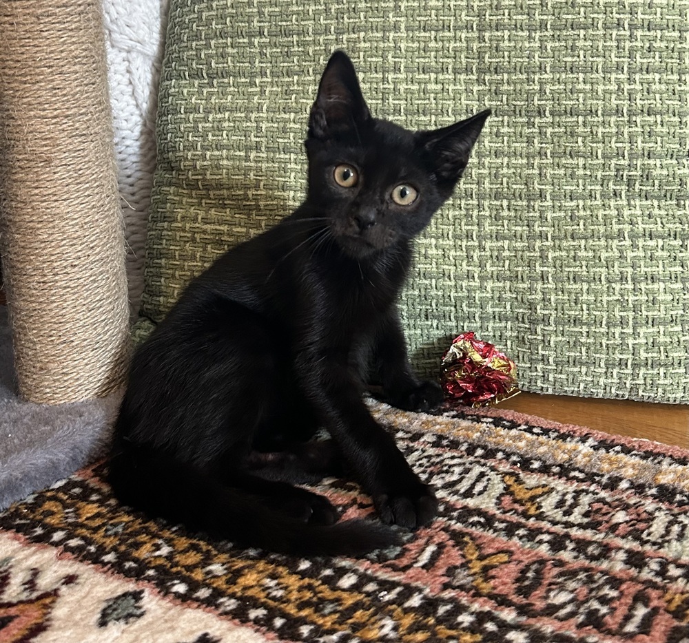 Echo