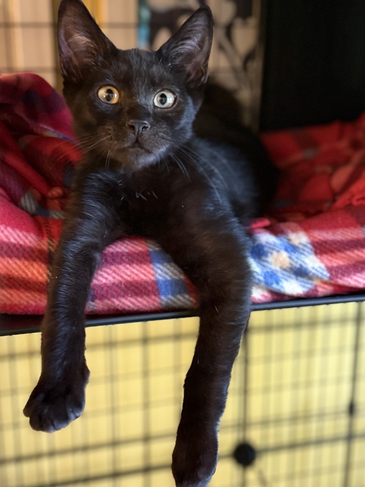 Echo