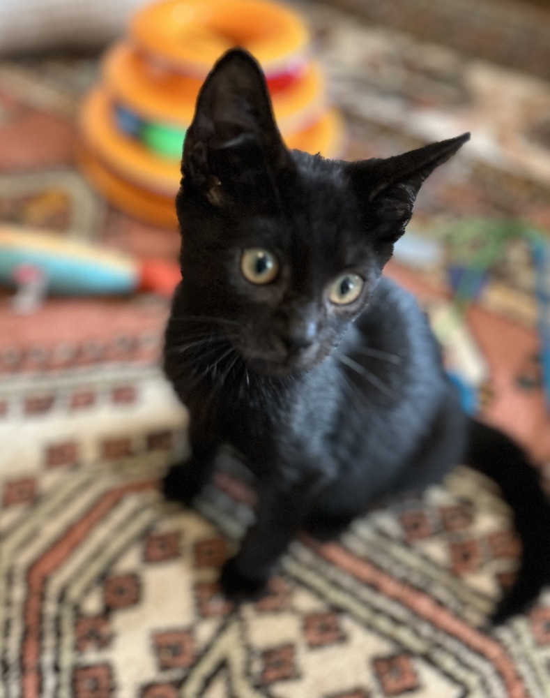 Echo
