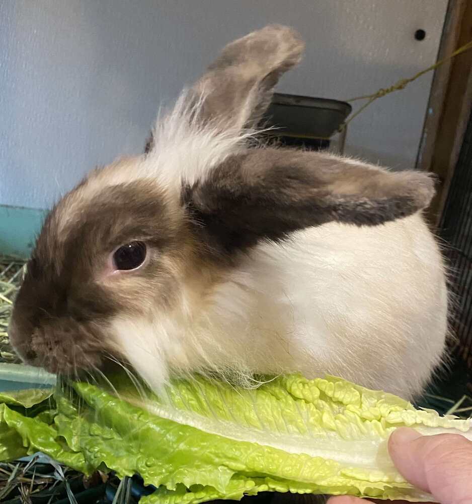 Muffy