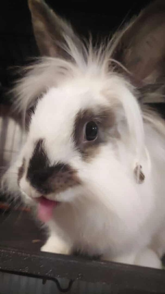 Debbie