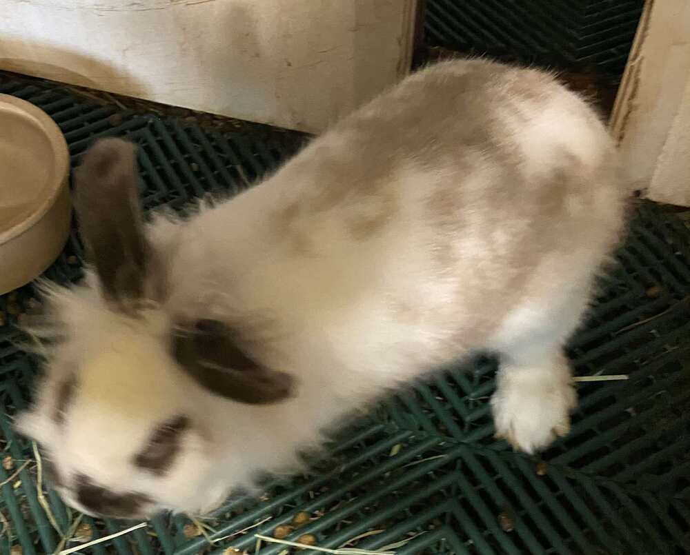 Debbie