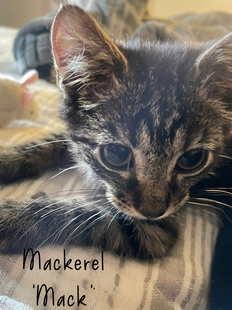 MACKERAL Mack