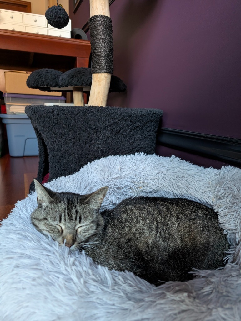Miss Tilly