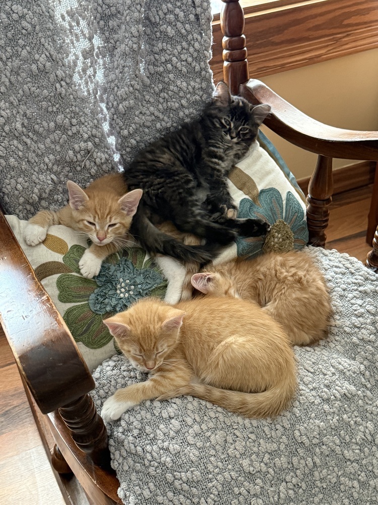 Marmalade