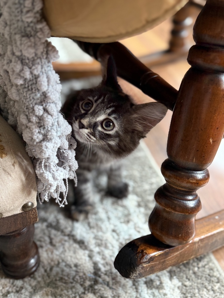 Marmalade