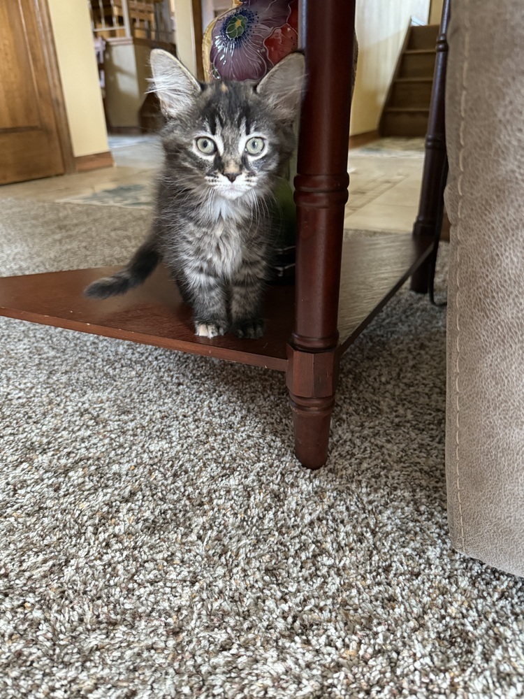 Marmalade