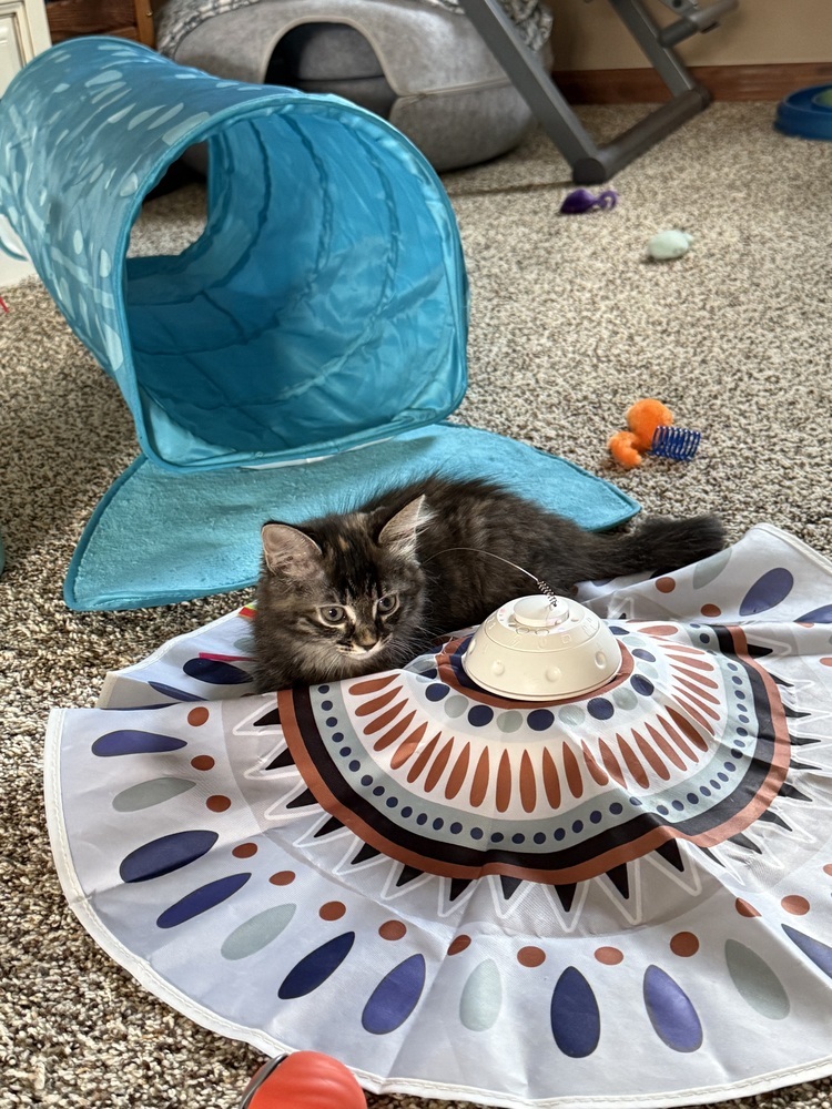 Marmalade
