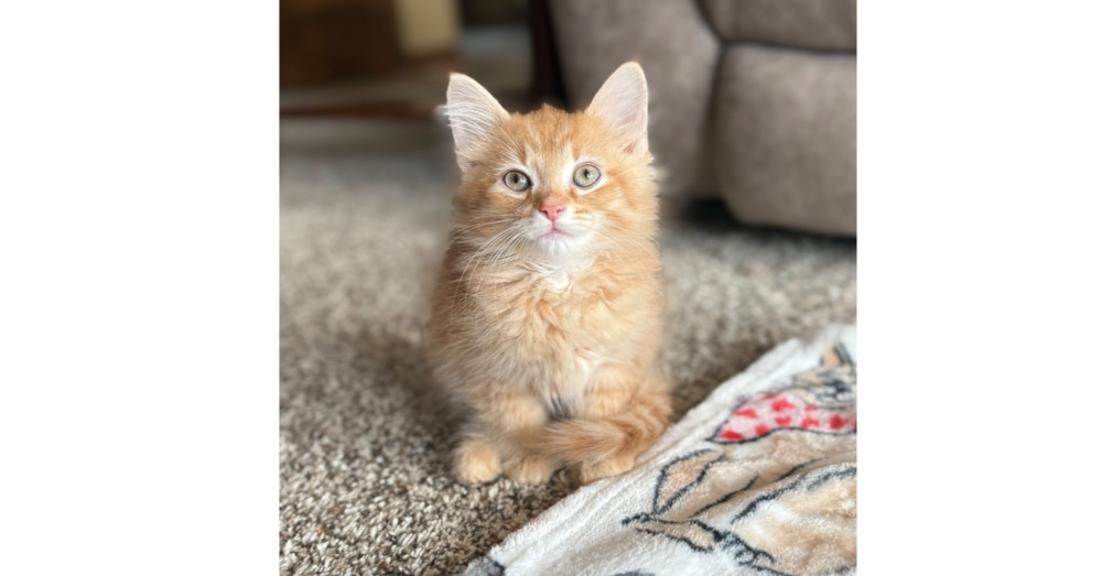 Marcelo