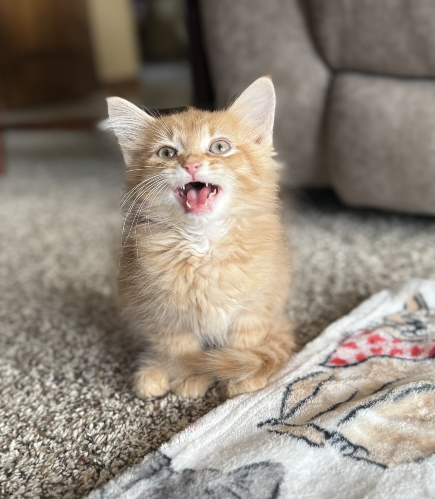 Marcelo