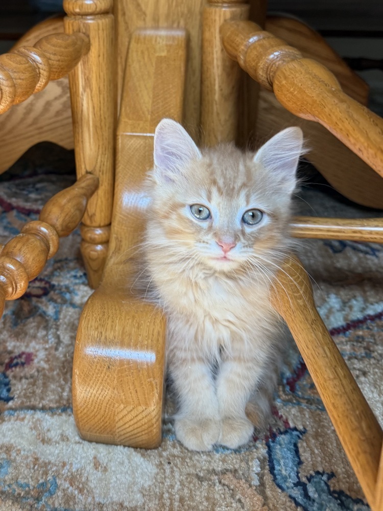 Marcelo