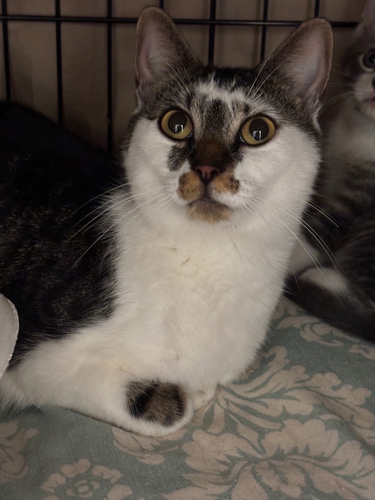 Ella