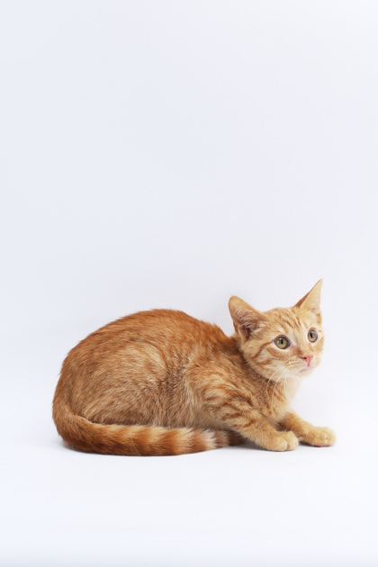 Ginger