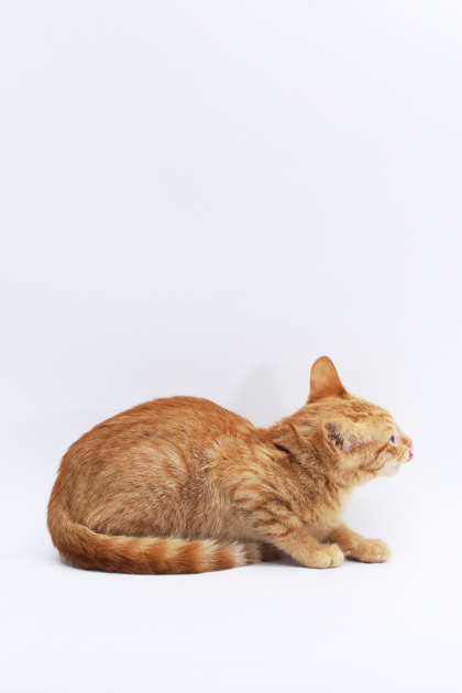 Ginger