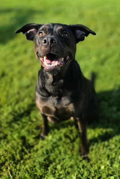 London, an adoptable Labrador Retriever, Mixed Breed in Caldwell, ID, 83607 | Photo Image 1