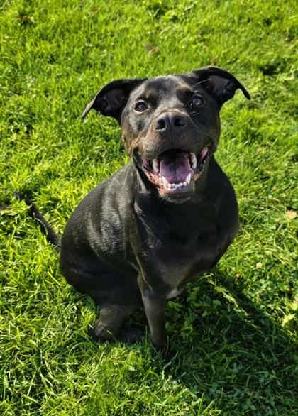 London, an adoptable Labrador Retriever, Mixed Breed in Caldwell, ID, 83607 | Photo Image 2