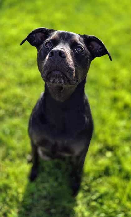 London, an adoptable Labrador Retriever, Mixed Breed in Caldwell, ID, 83607 | Photo Image 3