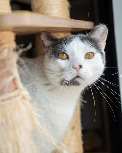 Toaster, an adoptable Domestic Short Hair in Pequot Lakes, MN, 56472 | Photo Image 1