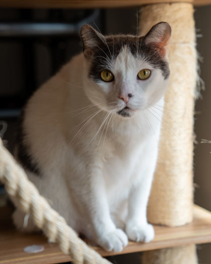 Toaster, an adoptable Domestic Short Hair in Pequot Lakes, MN, 56472 | Photo Image 2