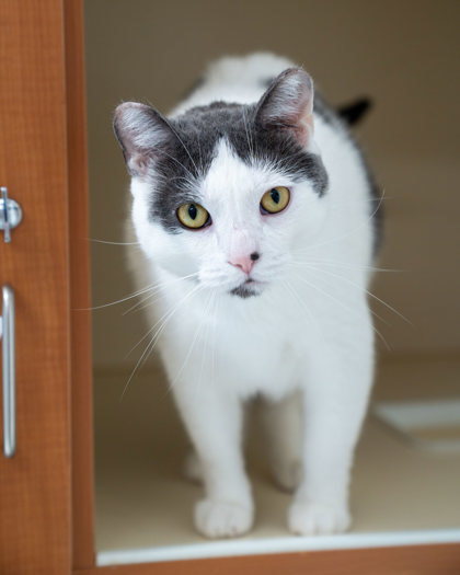 Toaster, an adoptable Domestic Short Hair in Pequot Lakes, MN, 56472 | Photo Image 3