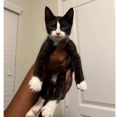 Frankenstein FOSTER