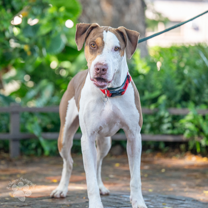 Igg, an adoptable Pointer, Mixed Breed in Honolulu, HI, 96826 | Photo Image 1