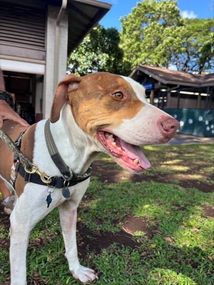Igg, an adoptable Pointer, Mixed Breed in Honolulu, HI, 96826 | Photo Image 2