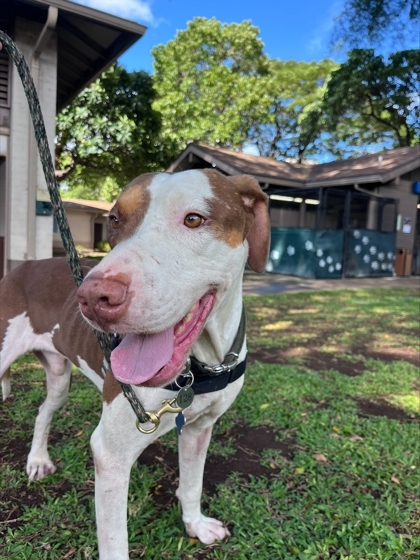 Igg, an adoptable Pointer, Mixed Breed in Honolulu, HI, 96826 | Photo Image 3