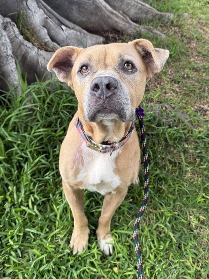 Acorn, an adoptable Pit Bull Terrier, Mixed Breed in Honolulu, HI, 96826 | Photo Image 1