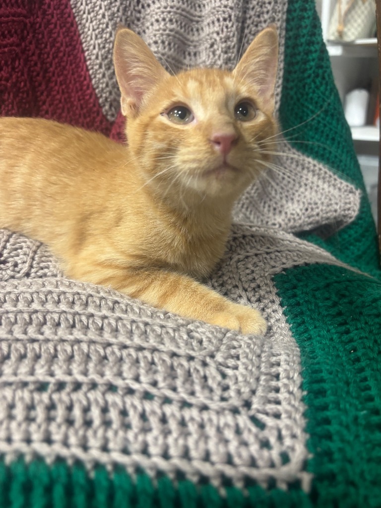 Calvary, an adoptable Domestic Short Hair in Corpus Christi, TX, 78415 | Photo Image 1