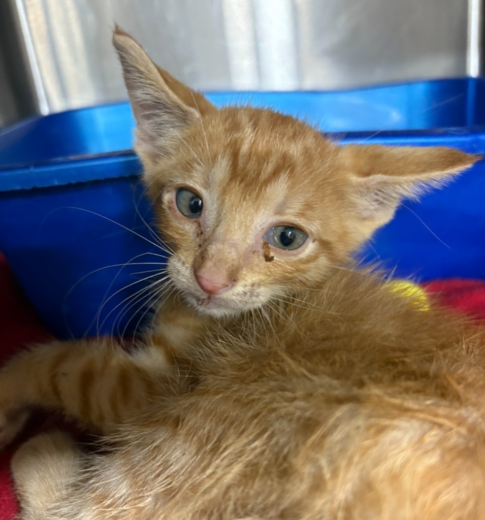 Calvary, an adoptable Domestic Short Hair in Corpus Christi, TX, 78415 | Photo Image 2
