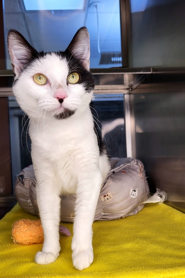 Amor 44866, an adoptable Domestic Short Hair in Pocatello, ID, 83205 | Photo Image 5