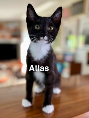 Atlas