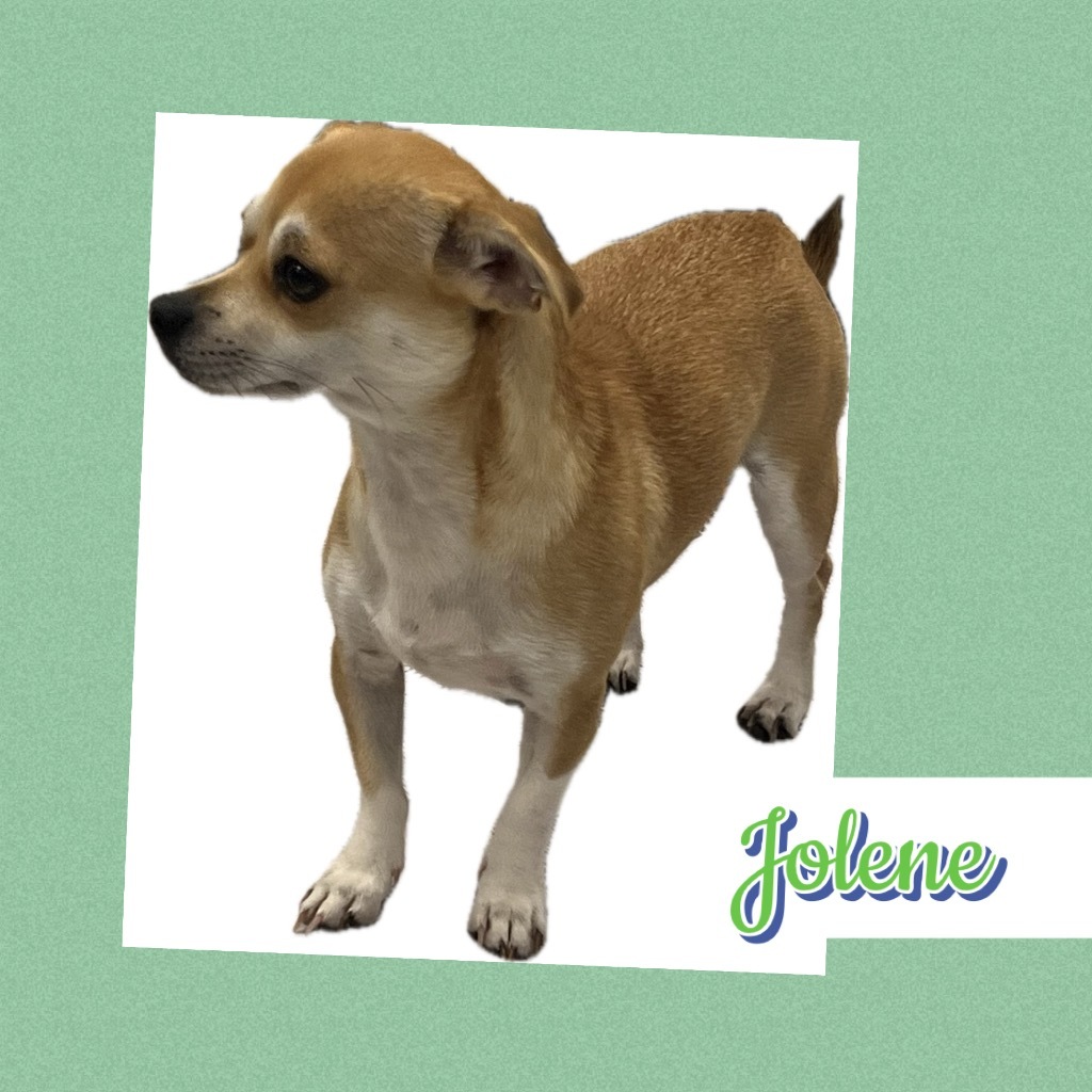 Jolene
