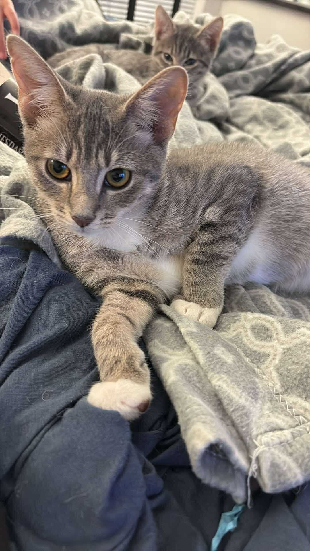 HAMISH
