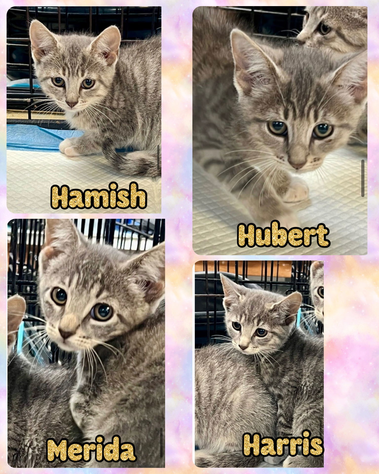 HAMISH