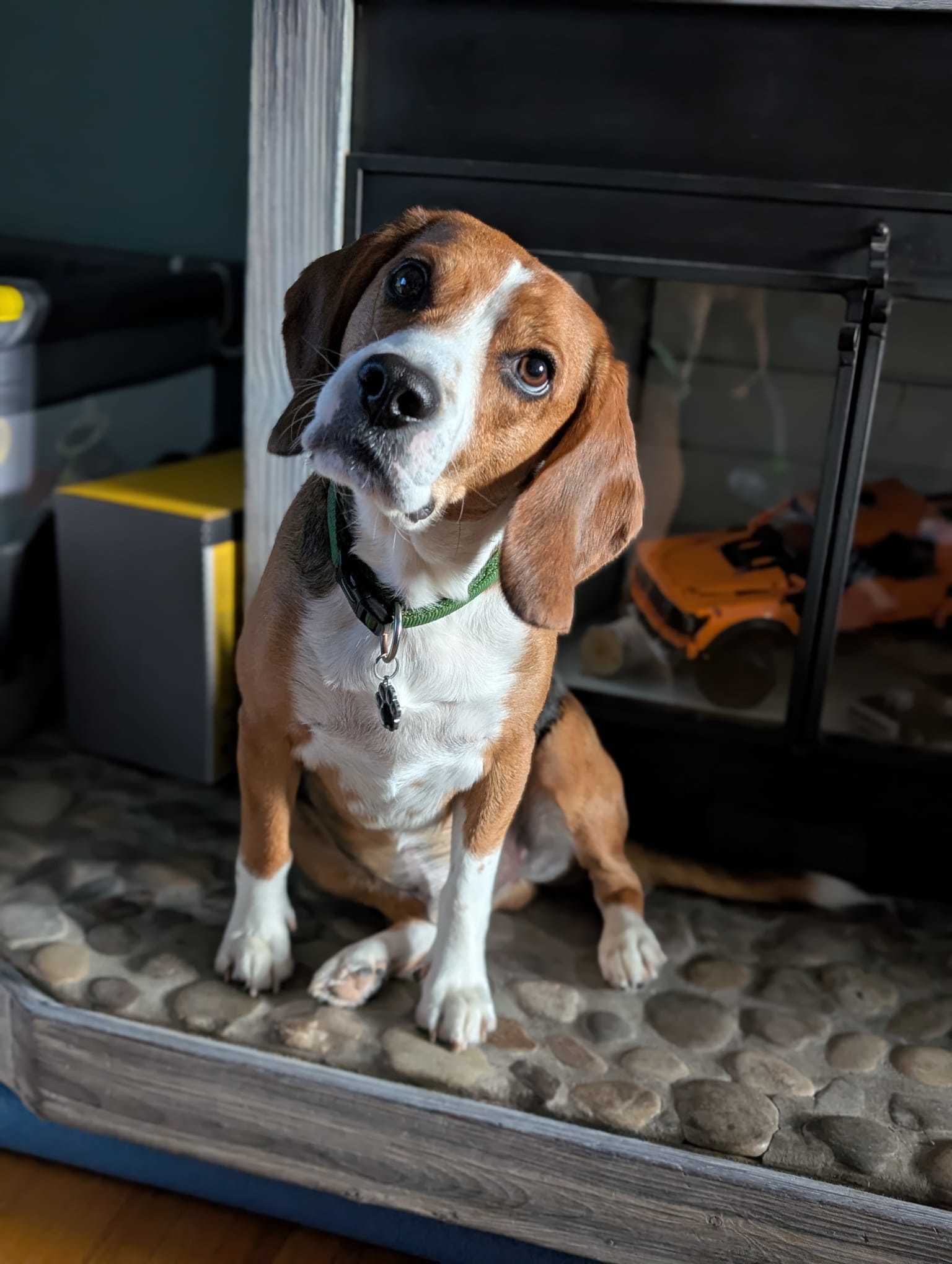 Danny., an adoptable Beagle in Sunderland, ON, L0C 1H0 | Photo Image 1