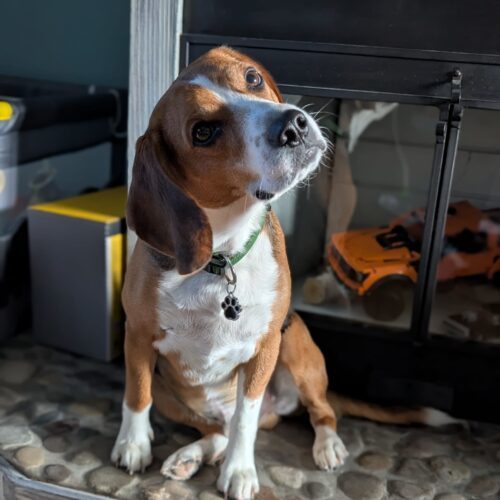 Danny., an adoptable Beagle in Sunderland, ON, L0C 1H0 | Photo Image 2