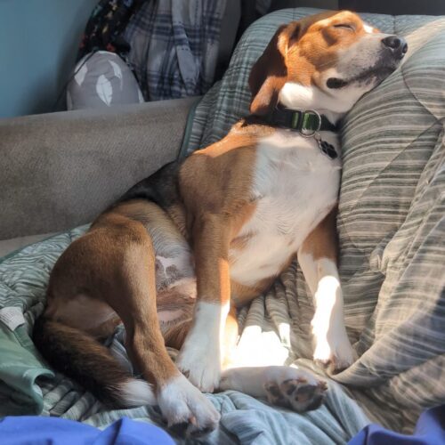 Danny., an adoptable Beagle in Sunderland, ON, L0C 1H0 | Photo Image 3