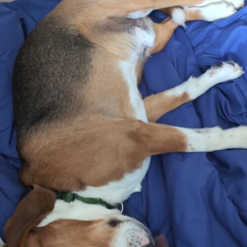 Danny., an adoptable Beagle in Sunderland, ON, L0C 1H0 | Photo Image 4