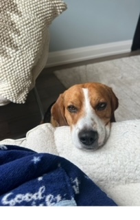 Danny., an adoptable Beagle in Sunderland, ON, L0C 1H0 | Photo Image 5
