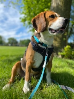 Danny., an adoptable Beagle in Sunderland, ON, L0C 1H0 | Photo Image 6