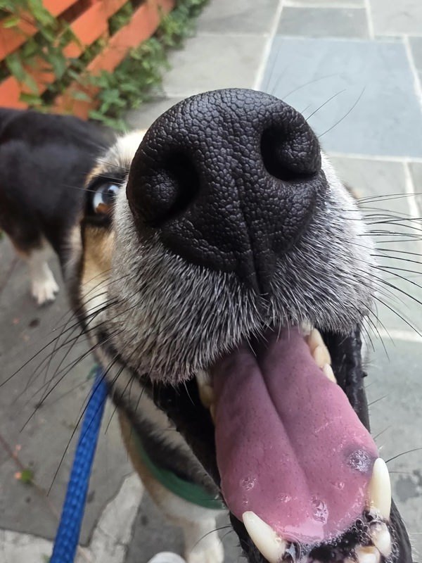 Banjo
