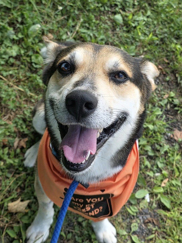 Banjo