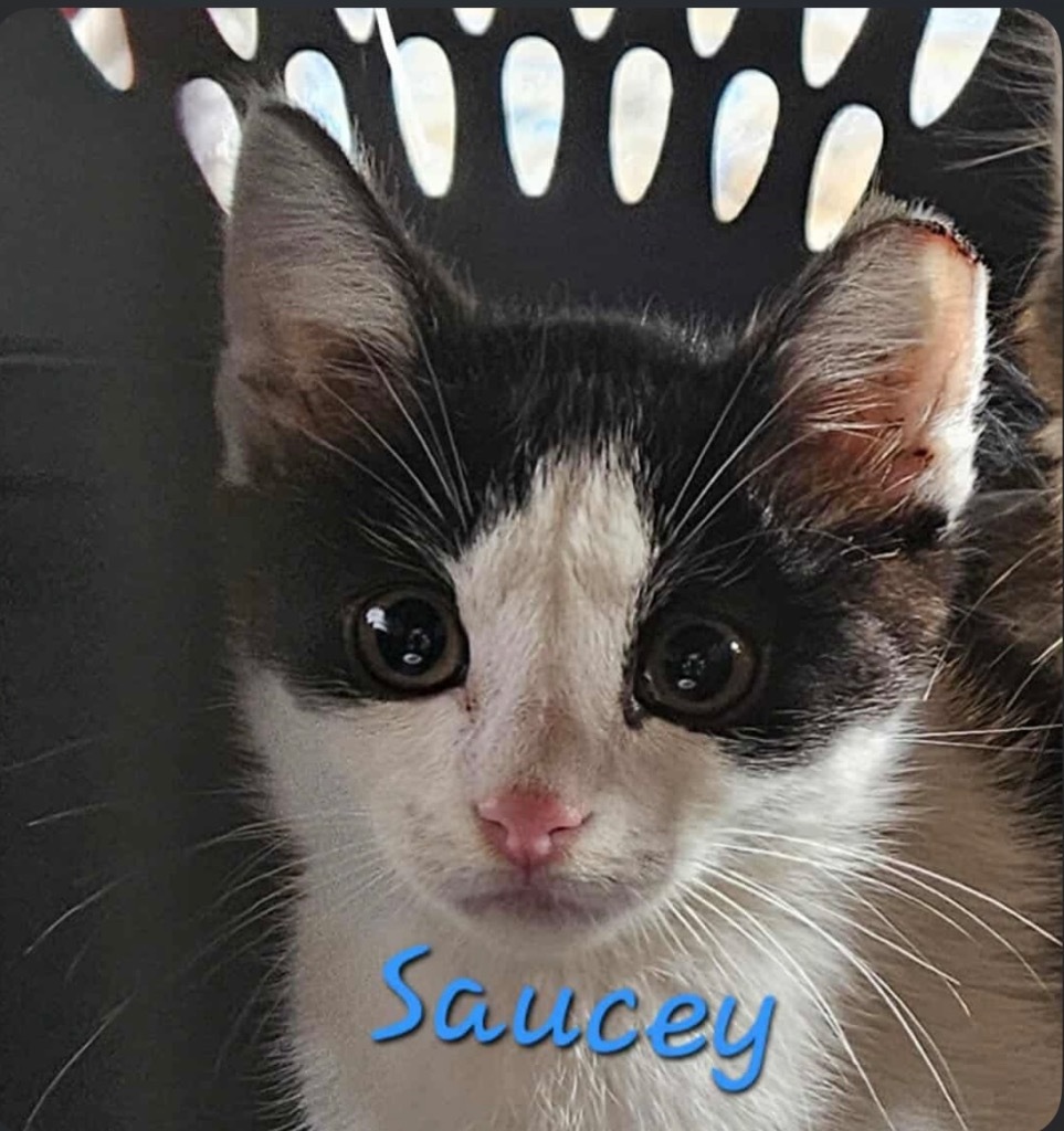 Saucey, an adoptable Domestic Short Hair in Cloquet, MN, 55720 | Photo Image 1