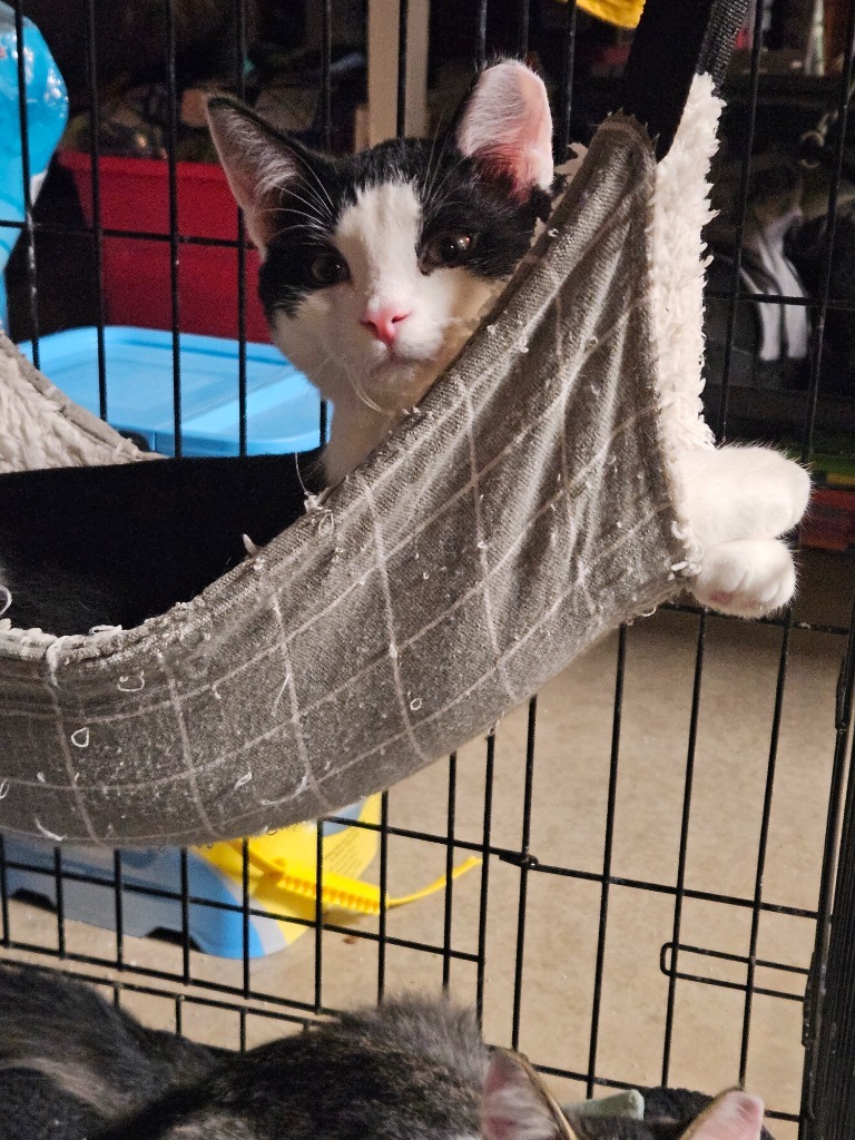 Saucey, an adoptable Domestic Short Hair in Cloquet, MN, 55720 | Photo Image 2